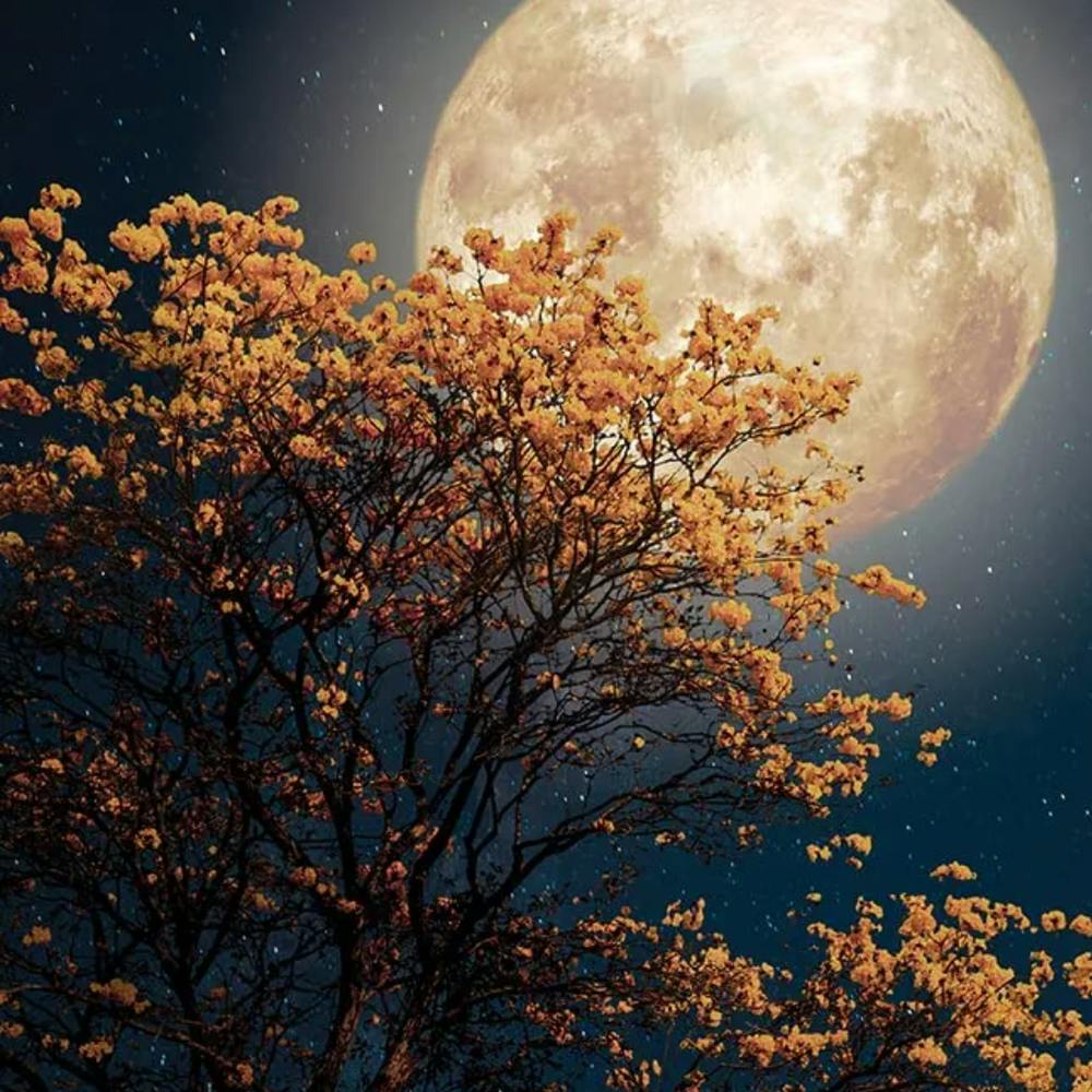 Full Moon In The Sky