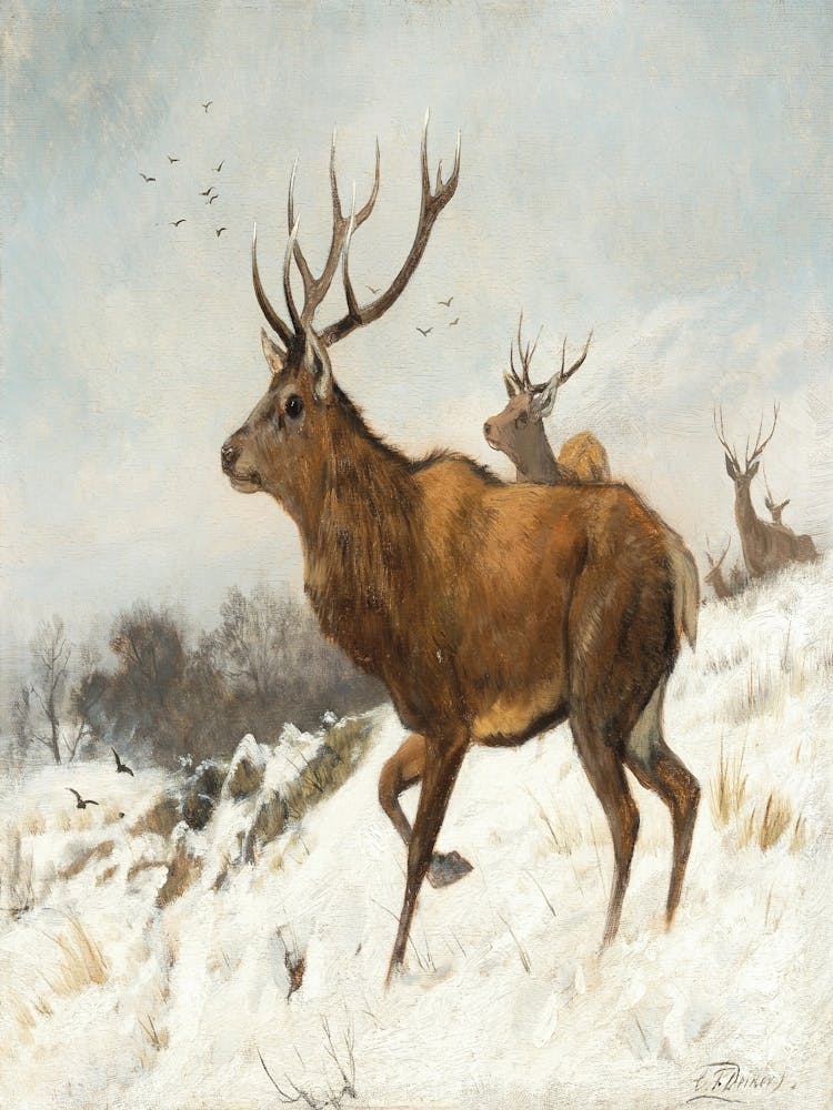 Deer In The Snow 1