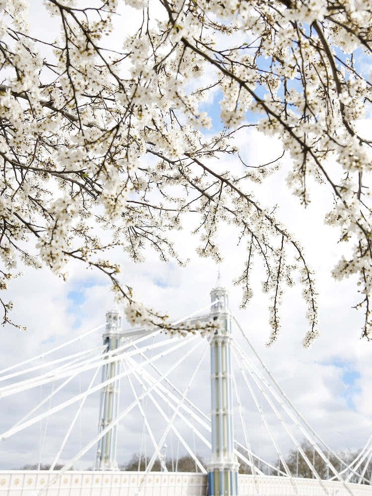 Albert Bridge Blossom