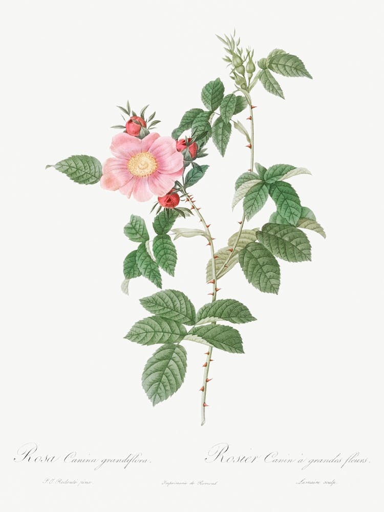 Dog Rose, Pierre Joseph Redoute