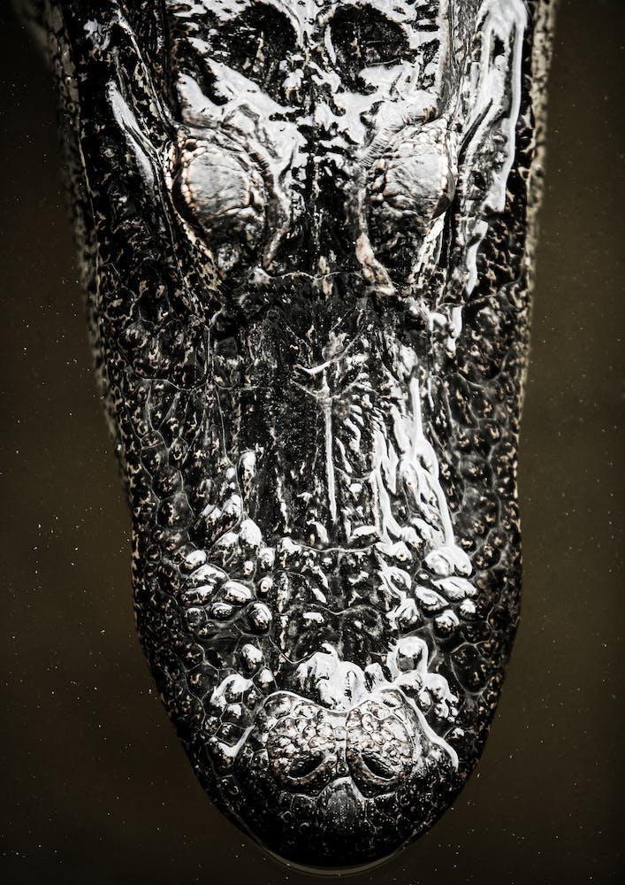Gator