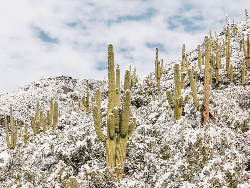 Light Snow In Desert