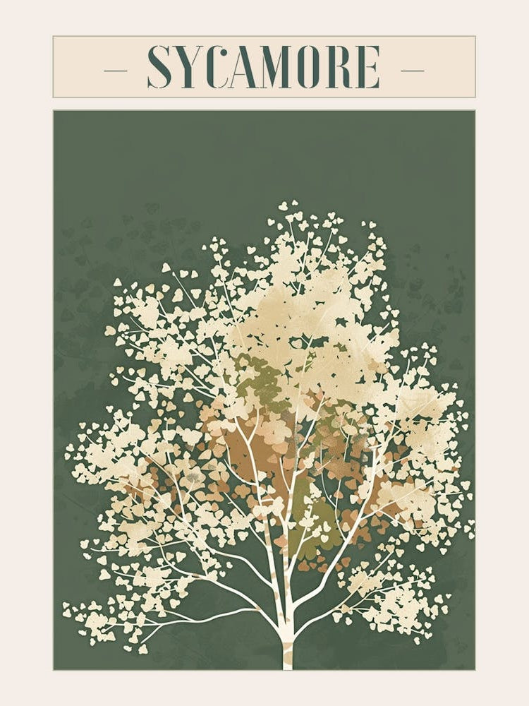 Sycamore Tree Minimal Japandi Illustration 2 Poster