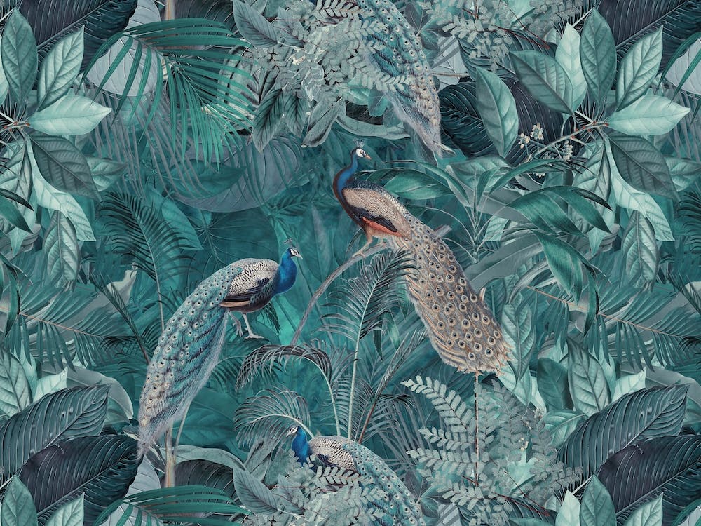 Peacock Paradise Jungle