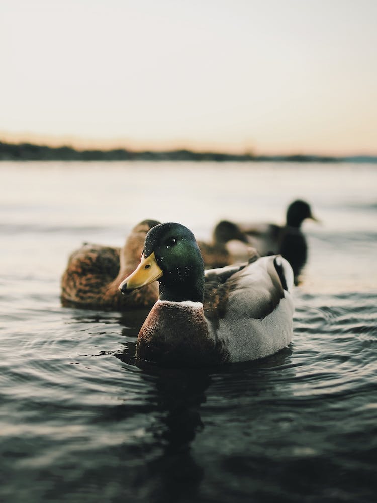 Ducks In Lake