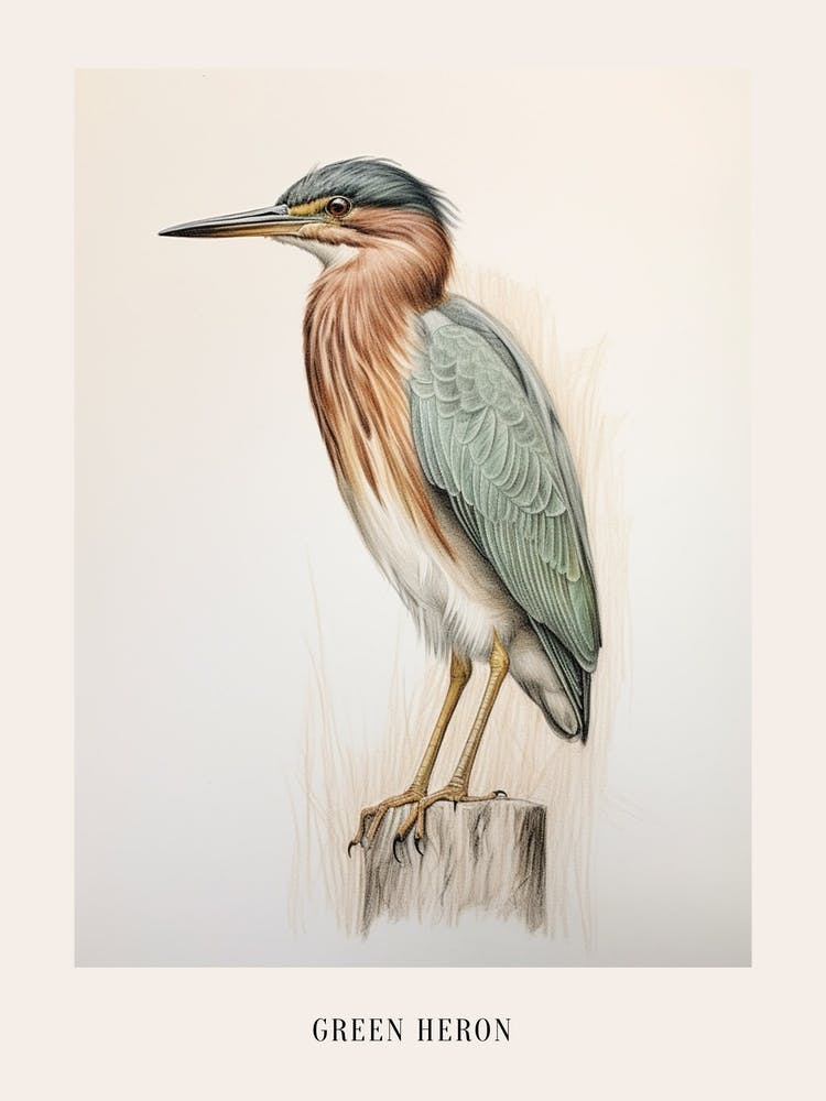 Vintage Bird Drawing Green Heron 2 Poster