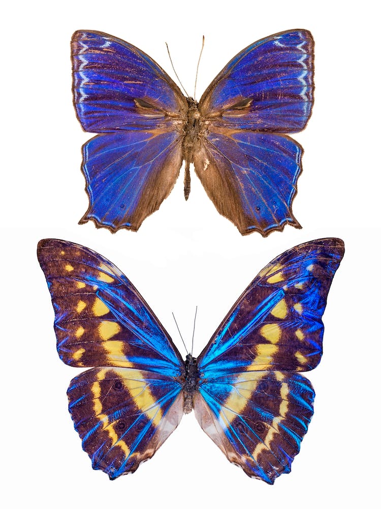 Two Blue Butterflies