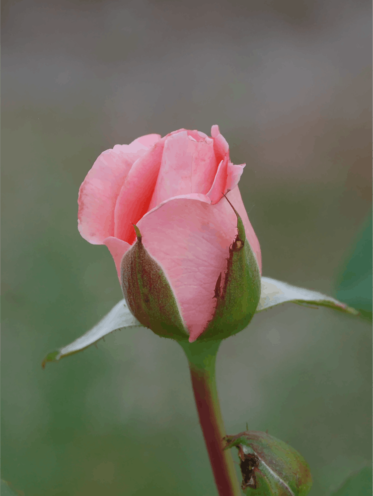 Pink Rose Bud