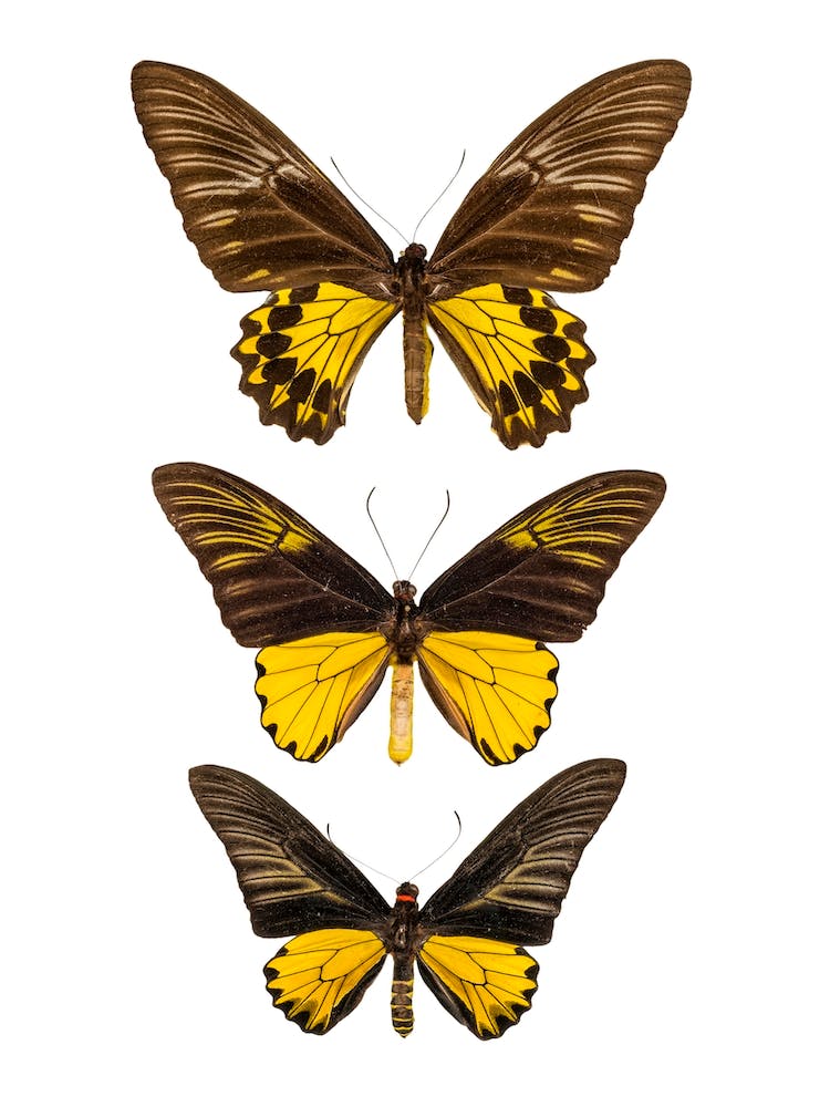 Trois Papillons Noirs Et Jaunes