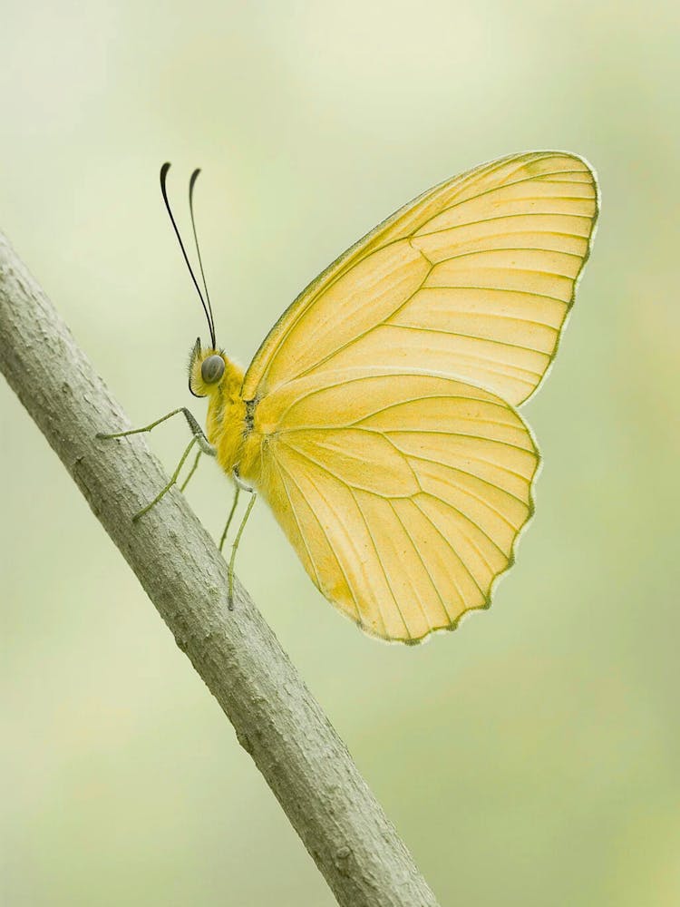 Yellow Butterfly