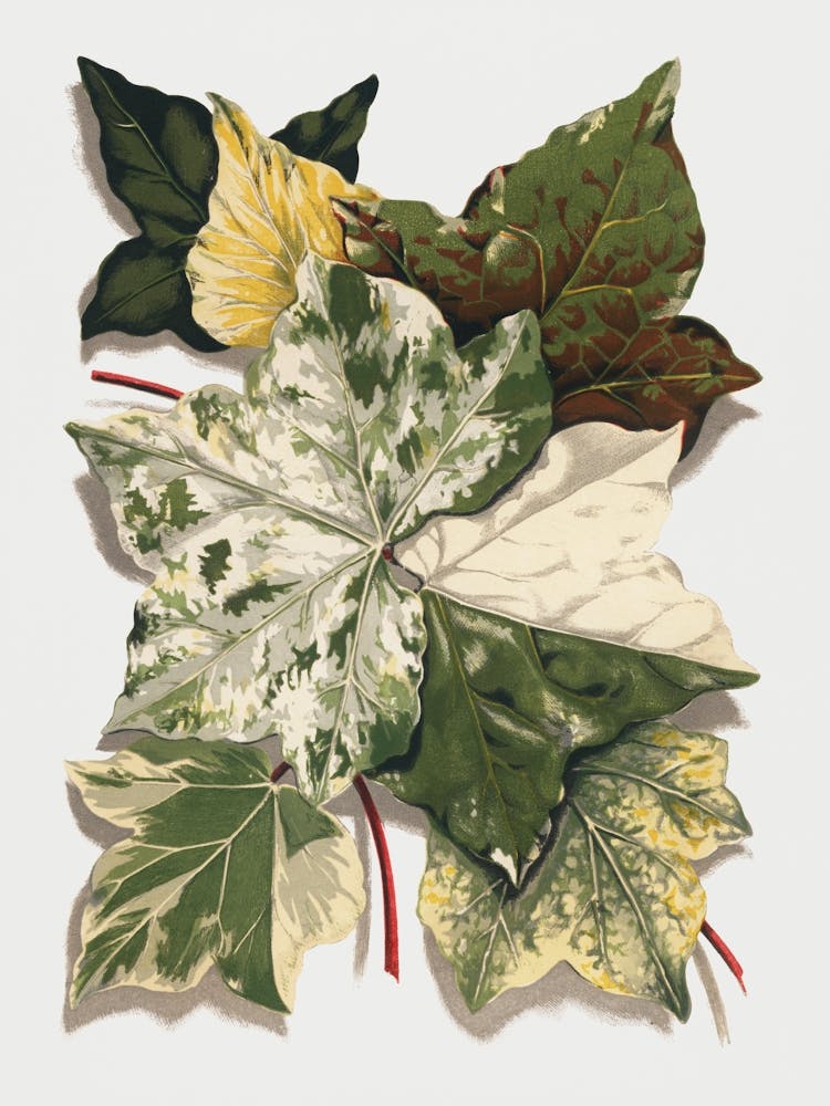 Various Ivy Leaves From The Ivy, A Monograph (1872)