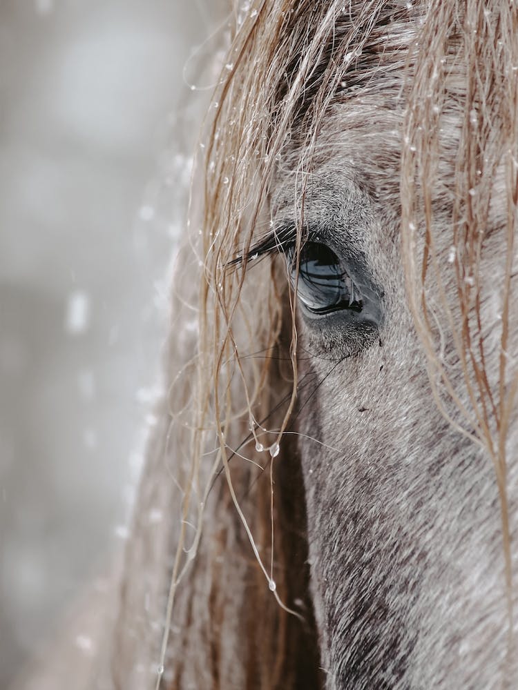 Snowy Horse