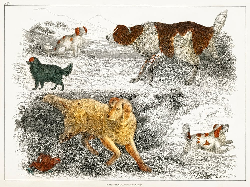 Collection Of Various Dogs And Cocker, Oliver Goldsmith