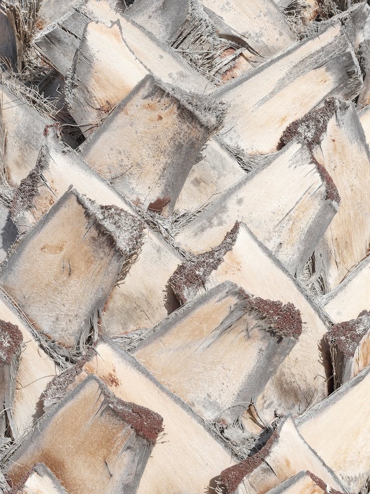 Tropical Palm Texture