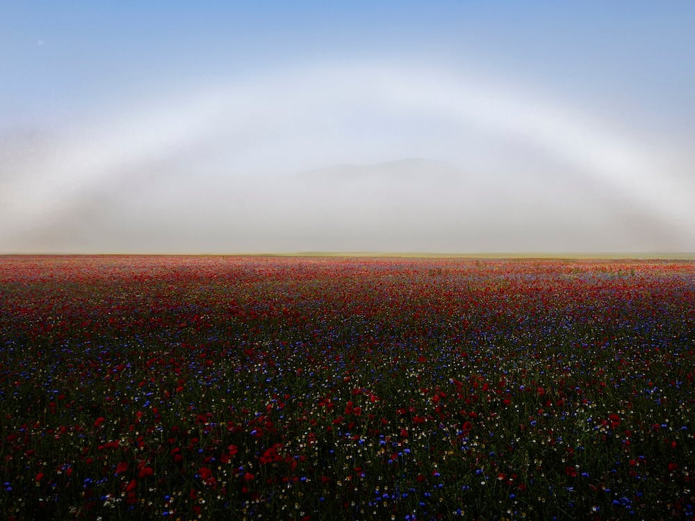 Fogbow