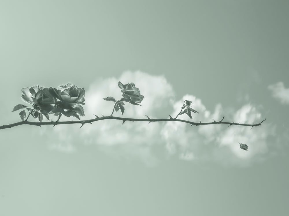 La Vie. Roses sur une branche avec épines et un nuage. Minimalisme.