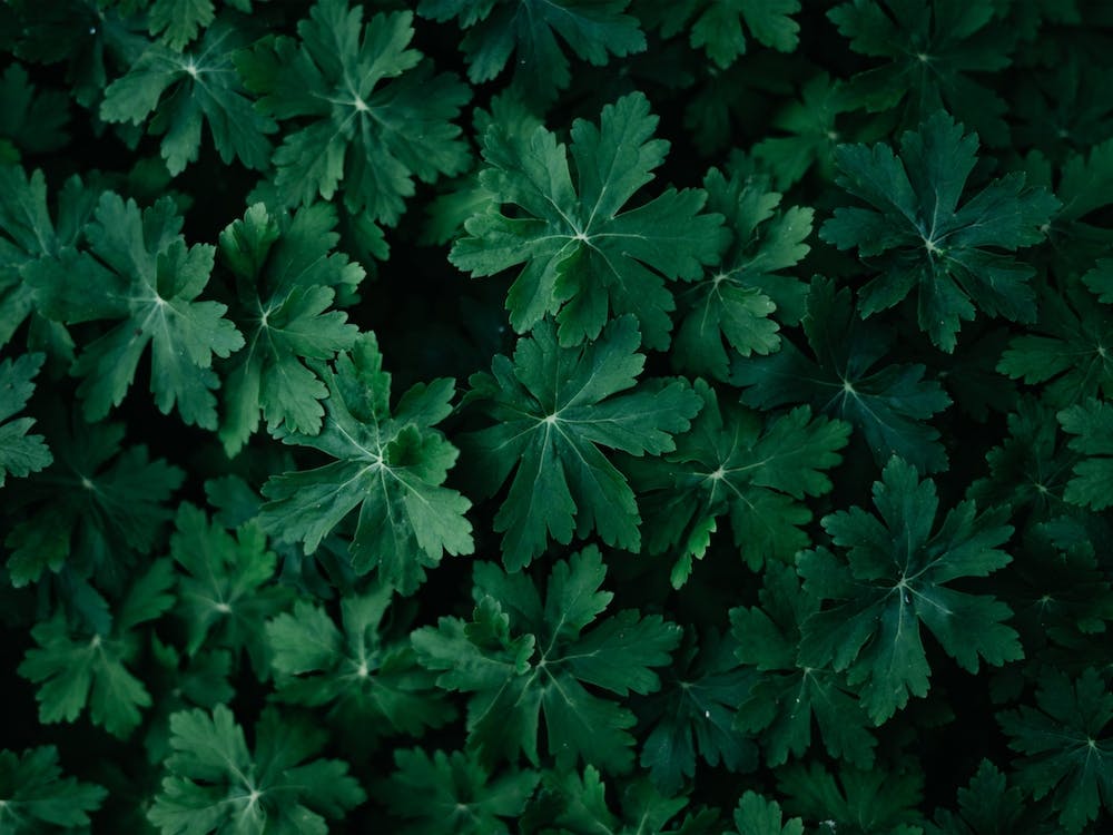 Lush Green Close Up Colour Nature Photography