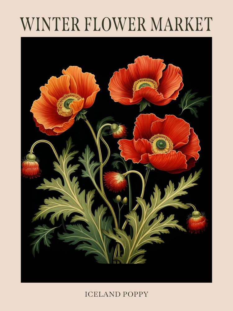 Iceland Poppy 1 Winter Flower Market Poster