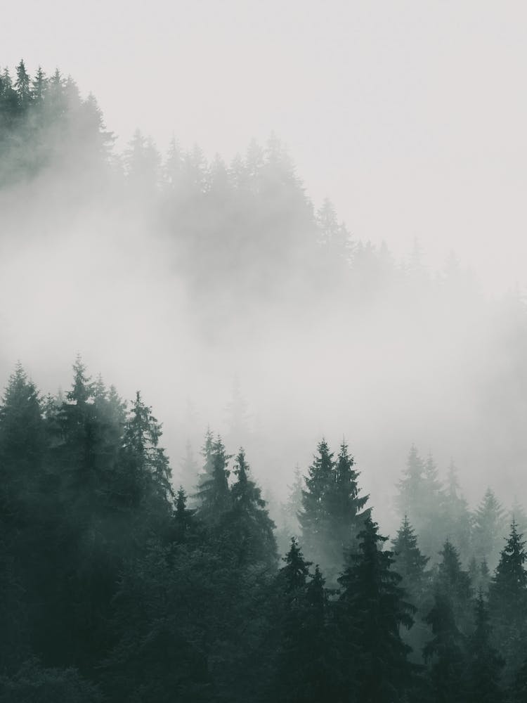 Arbres de forêt brumeuse