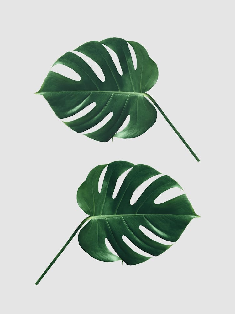 Harmonious floral composition 2