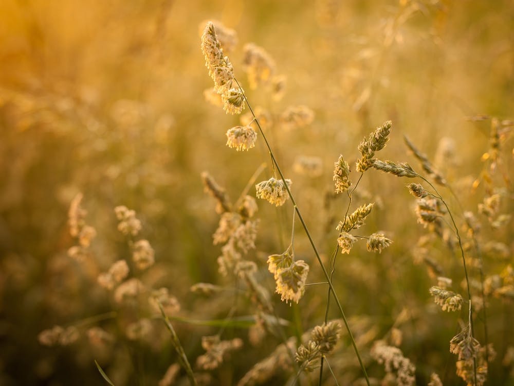 Yellow Grain // Nature Photography