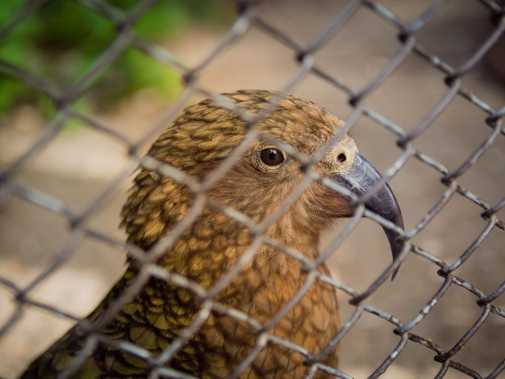 Bird In Cage