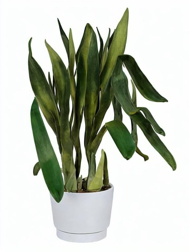 Cylindrical Snake Plant (Sansevieria Cylindrica) Watercolor