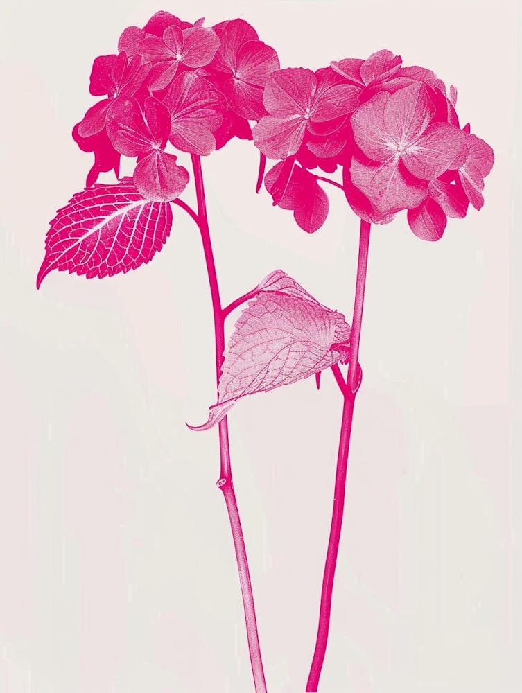 Hot Pink Hydrangea 1
