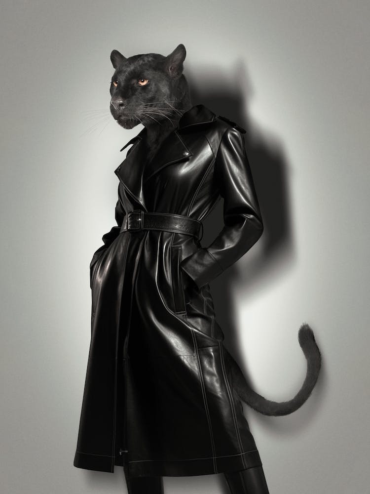 Fashion Panther
