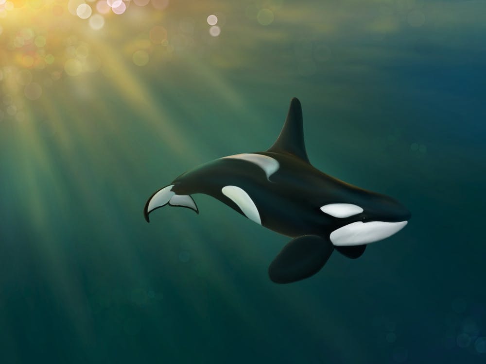 Orca underwater