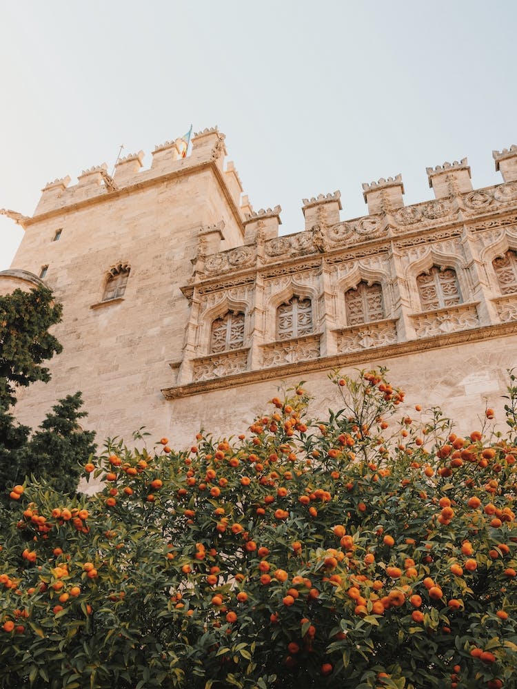 Spain Orange Tree