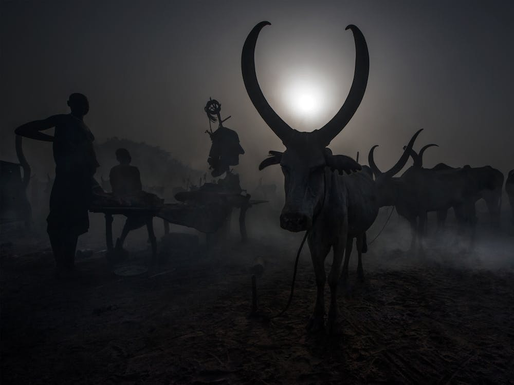At A Mundari Cattle Camp   South Sudan