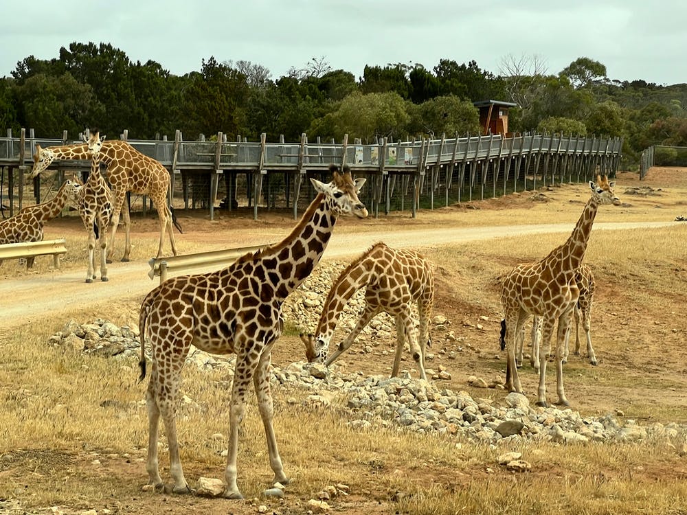 Giraffes At The Zoo