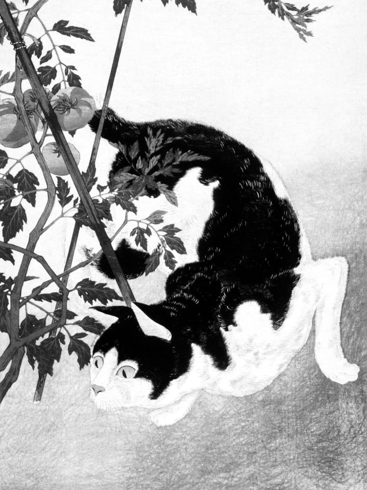 Cat In A Tree