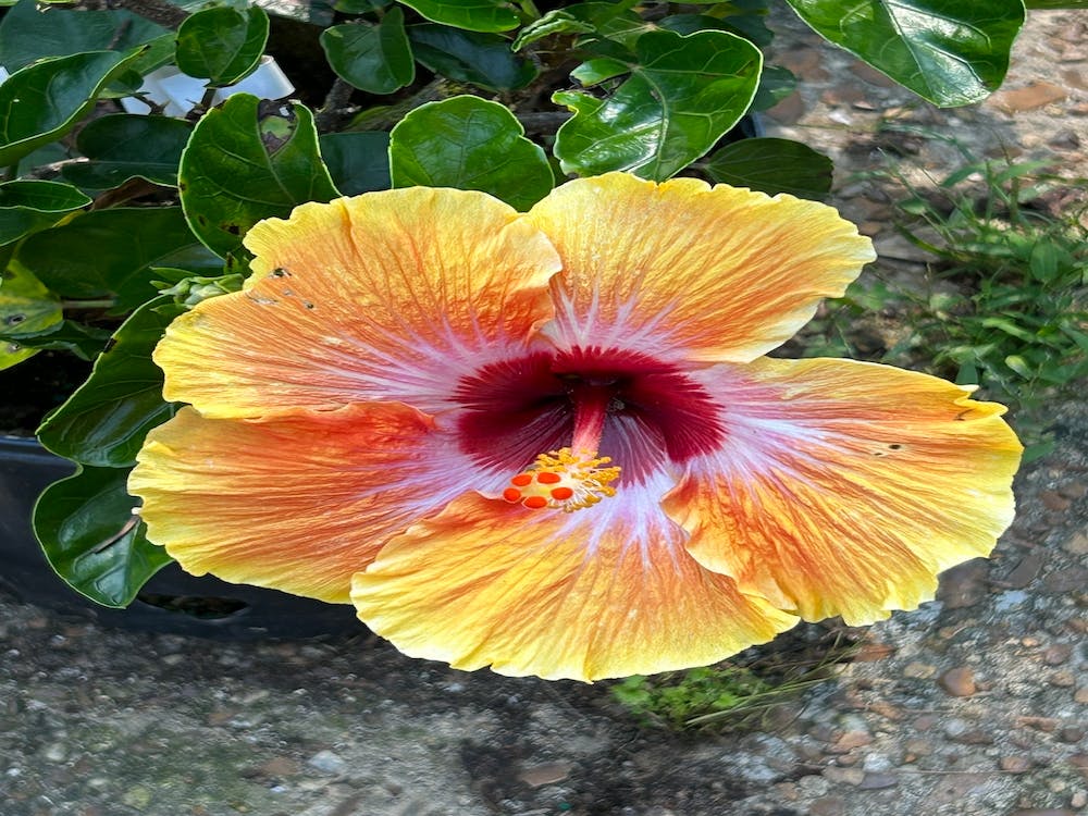Hibiscus