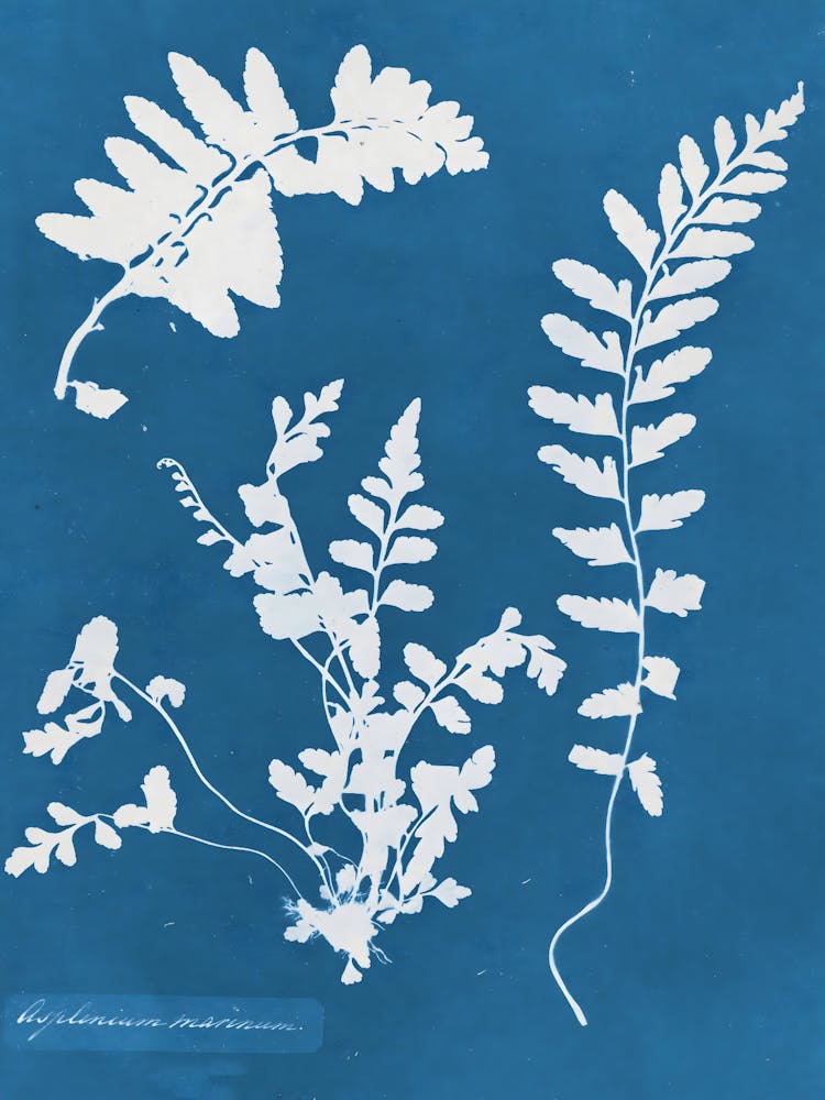 Ferns 9