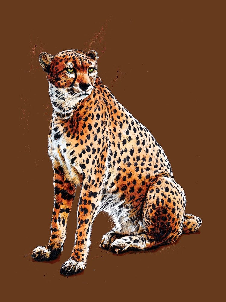 The Cheetah On Roast Peach
