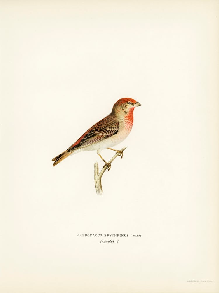 Common Rosefinch Male (Carpodacus Erythrinus), The Von Wright Brothers