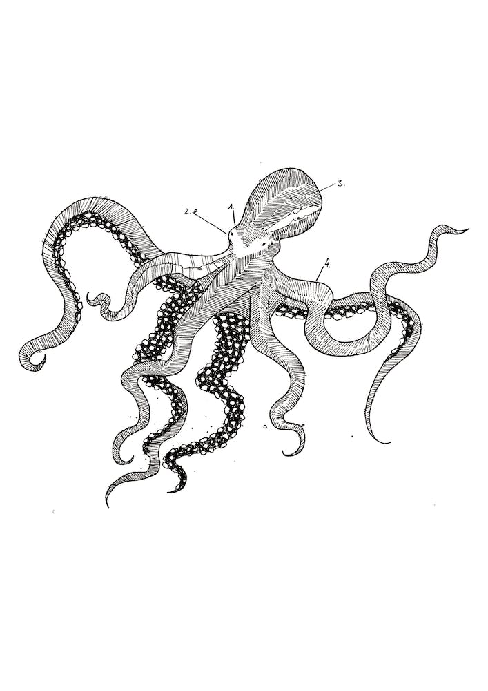 Octopus