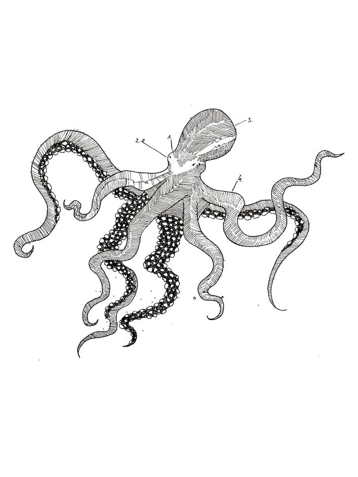 Octopus