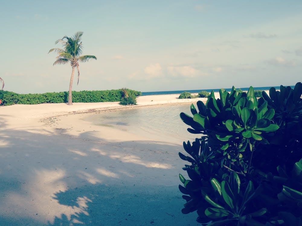 Beach With Palm Trees maldives