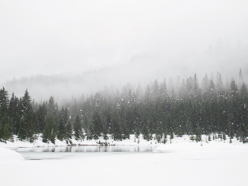 Foggy Snow Forest