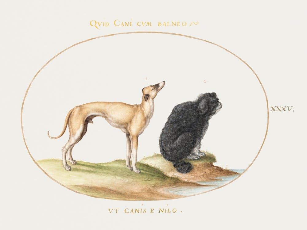 Hound And A Water Spaniel (1575–1580), Joris Hoefnagel