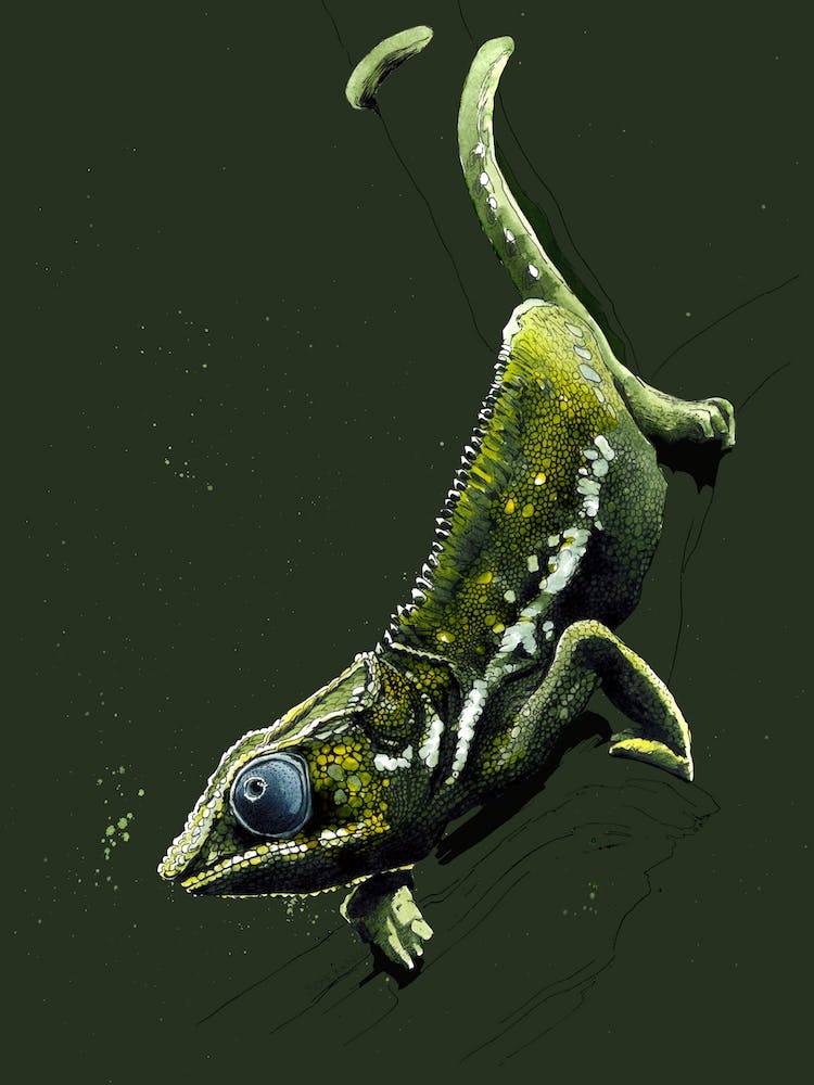 Le Caméléon sur Fond Vert Forêt