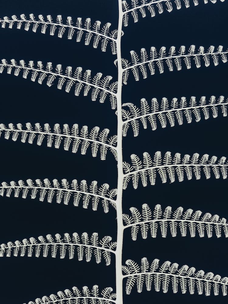 Fern