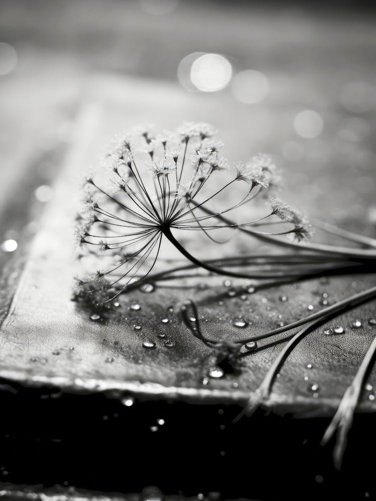 Monochrome Impression