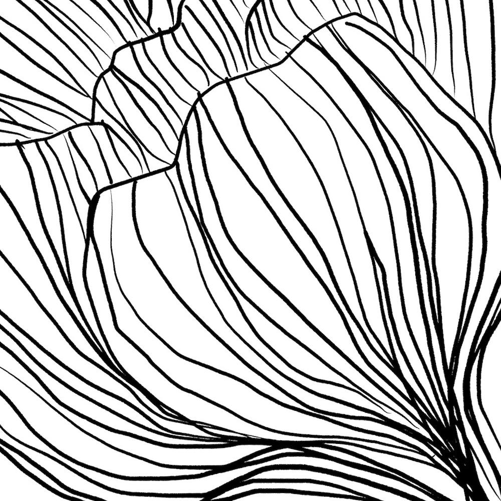 Black And White Flower Drawing