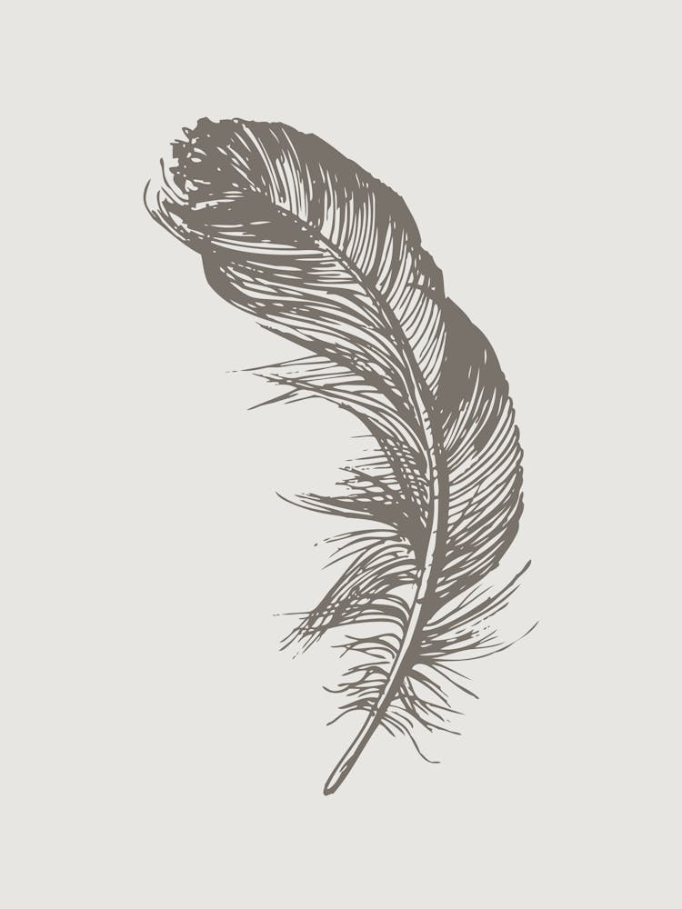 Grey Feather Print 6