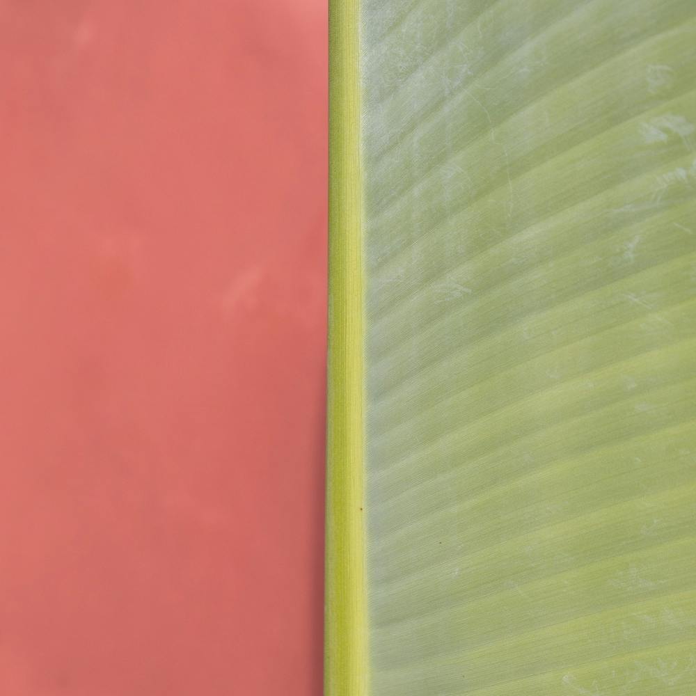 Natürliches Gleichgewicht Bananenblatt