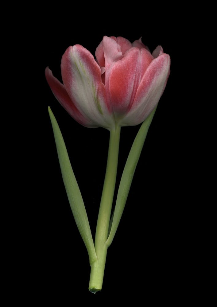 Tulip Trade